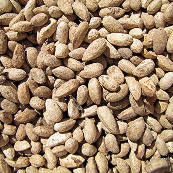 Neem Seeds - வேப்பங்கொட்டை-500 KG